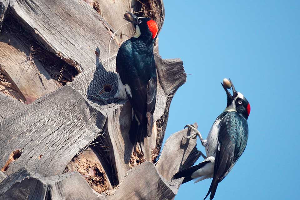 Os pica-paus armazenam as bolotas para a sobrevivência durante o inverno. (Fonte: Wikimedia Commons)