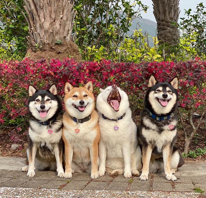 Fonte: Shiba Inu - Kikko, Sasha, Momo & Hina (Reprodução / Facebook)