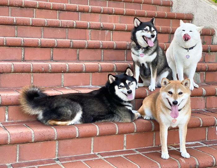 Fonte: Shiba Inu - Kikko, Sasha, Momo & Hina (Reprodução / Facebook)