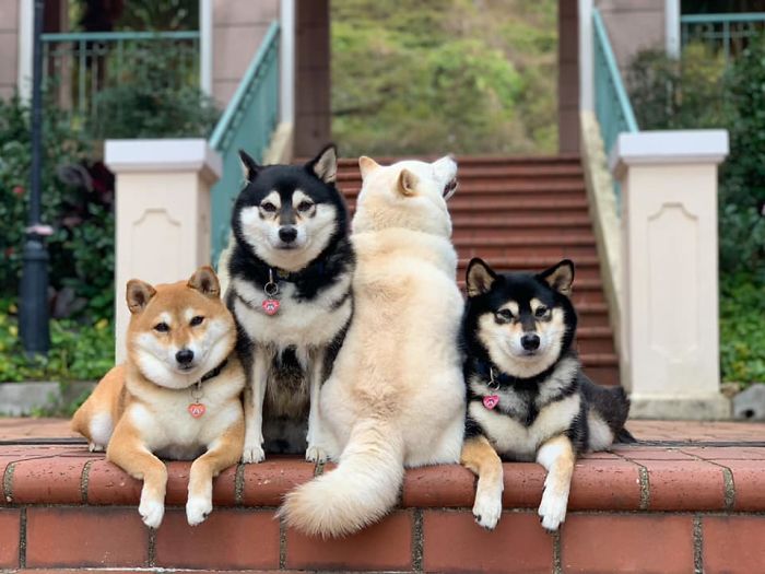 Fonte: Shiba Inu - Kikko, Sasha, Momo & Hina (Reprodução / Facebook)