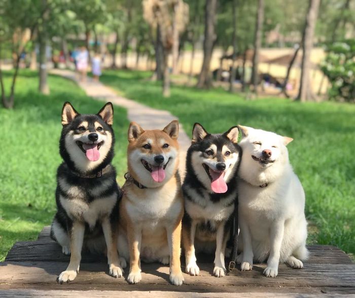 Fonte: Shiba Inu - Kikko, Sasha, Momo & Hina (Reprodução / Facebook)