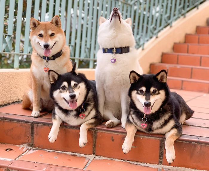Fonte: Shiba Inu - Kikko, Sasha, Momo & Hina (Reprodução / Facebook)