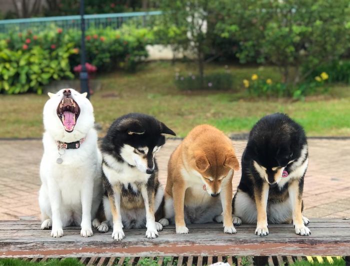 Fonte: Shiba Inu - Kikko, Sasha, Momo & Hina (Reprodução / Facebook)