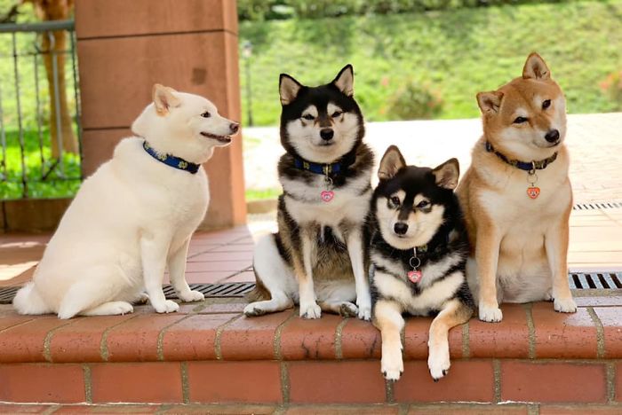 Fonte: Shiba Inu - Kikko, Sasha, Momo & Hina (Reprodução / Facebook)