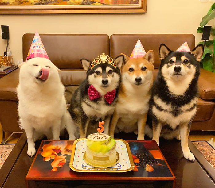 Fonte: Shiba Inu - Kikko, Sasha, Momo & Hina (Reprodução / Facebook)