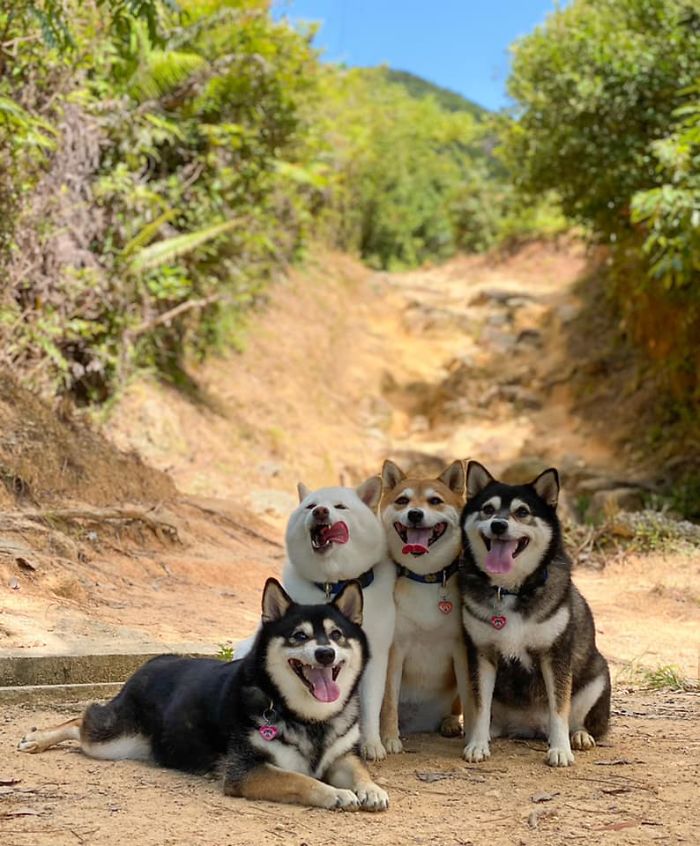 Fonte: Shiba Inu - Kikko, Sasha, Momo & Hina (Reprodução / Facebook)