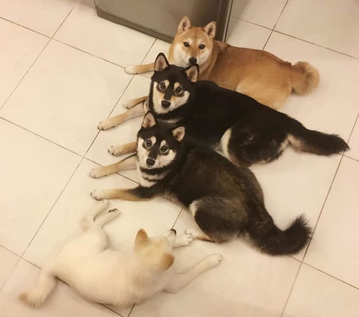 Fonte: Shiba Inu - Kikko, Sasha, Momo & Hina (Reprodução / Facebook)