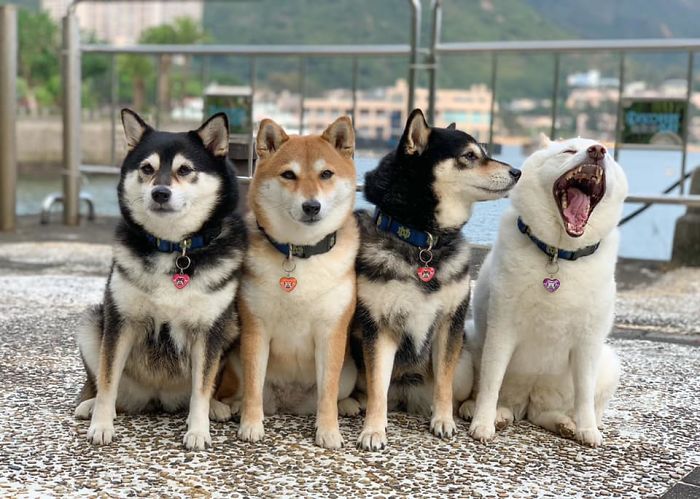 Fonte: Shiba Inu - Kikko, Sasha, Momo & Hina (Reprodução / Facebook)