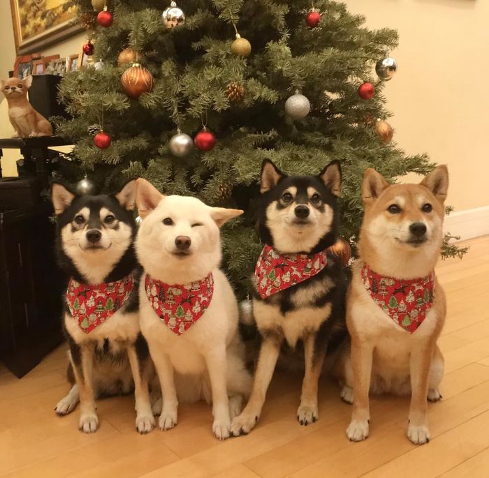 Fonte: Shiba Inu - Kikko, Sasha, Momo & Hina (Reprodução / Facebook)