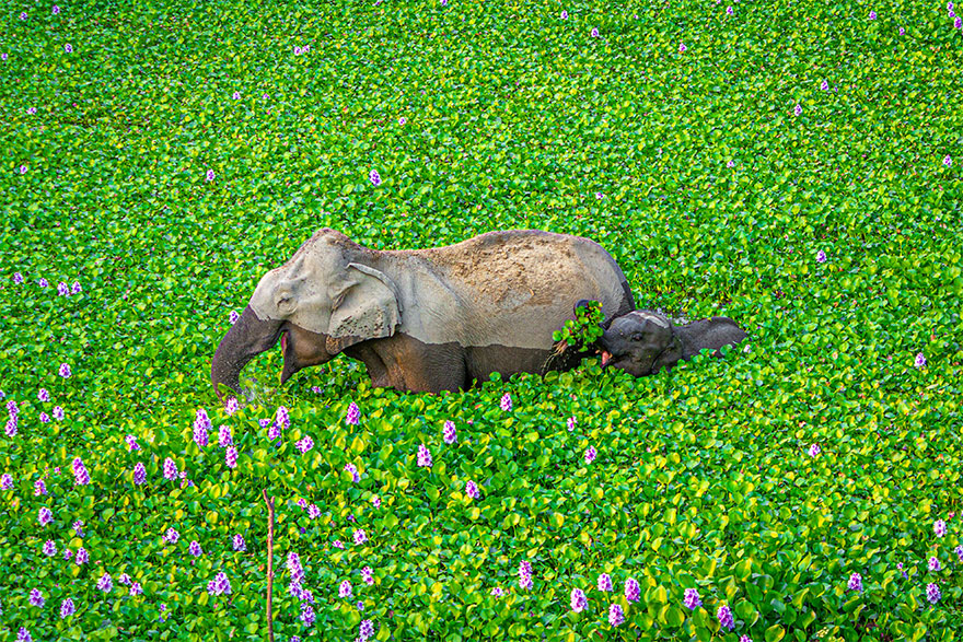 Fonte: Comedy Wild Life Photo