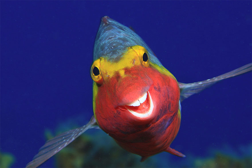 Fonte: Comedy Wild Life Photo