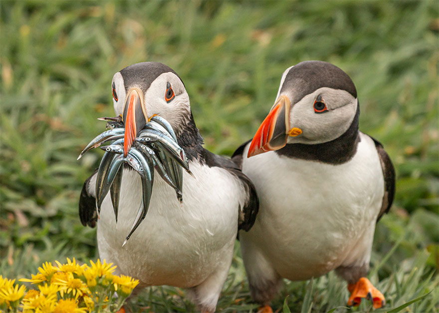 Fonte: Comedy Wild Life Photo