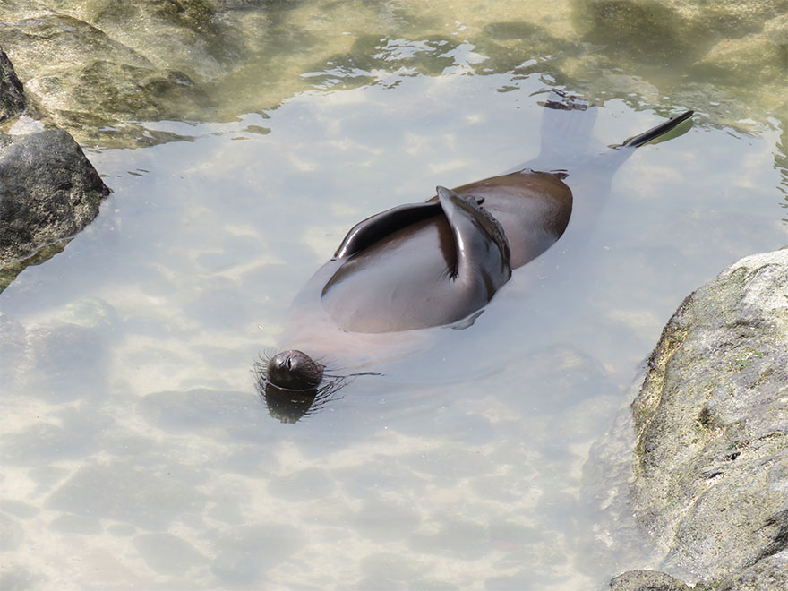 Fonte: Comedy Wild Life Photo