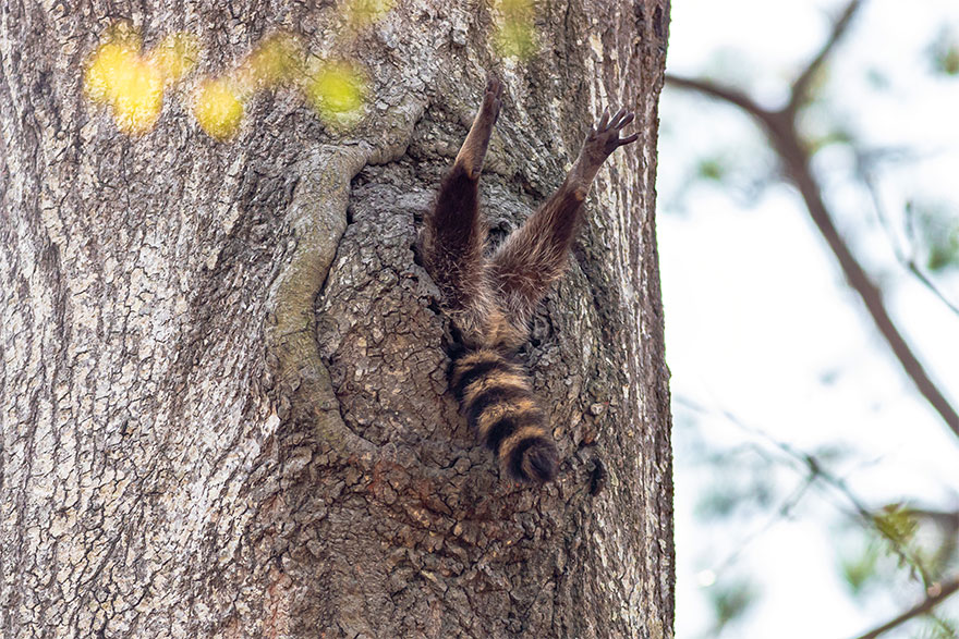 Fonte: Comedy Wild Life Photo