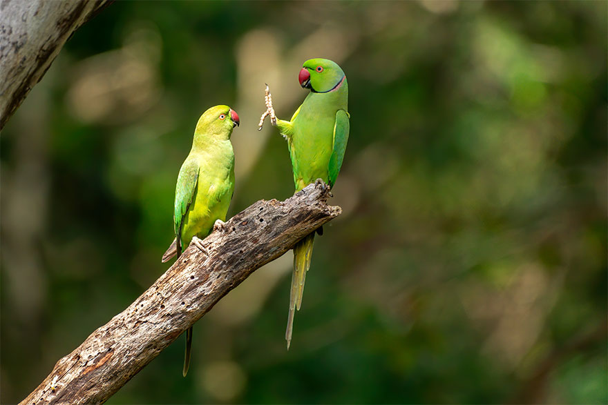 Fonte: Comedy Wild Life Photo