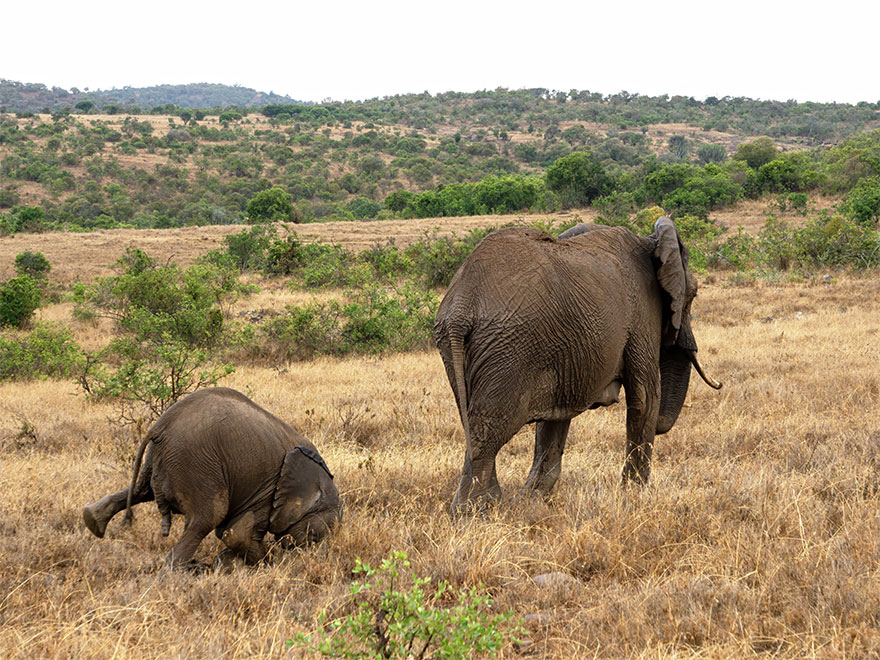 Fonte: Comedy Wild Life Photo