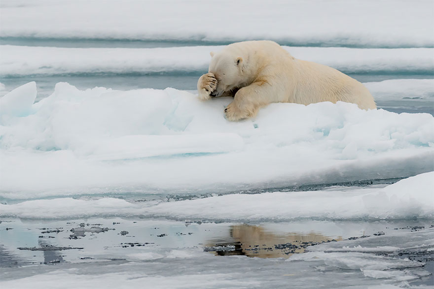 Fonte: Comedy Wild Life Photo