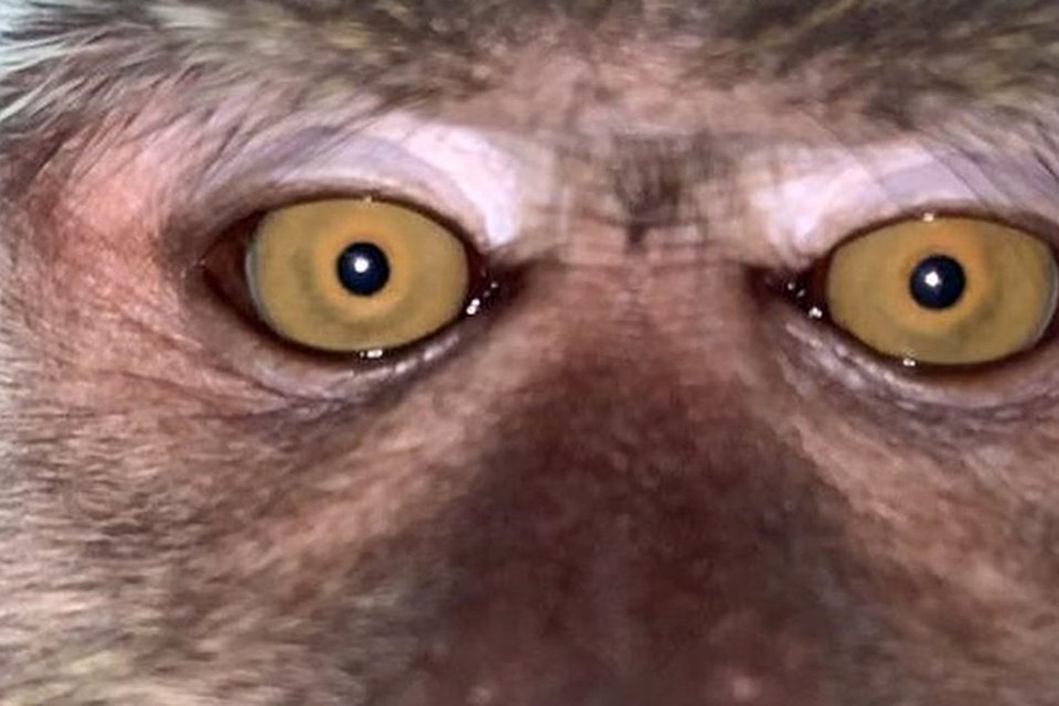Macaco rouba celular e aproveita para tirar selfies