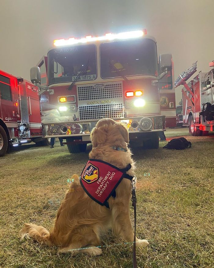 Fonte: @kerith_the_golden_retriever/Instagram