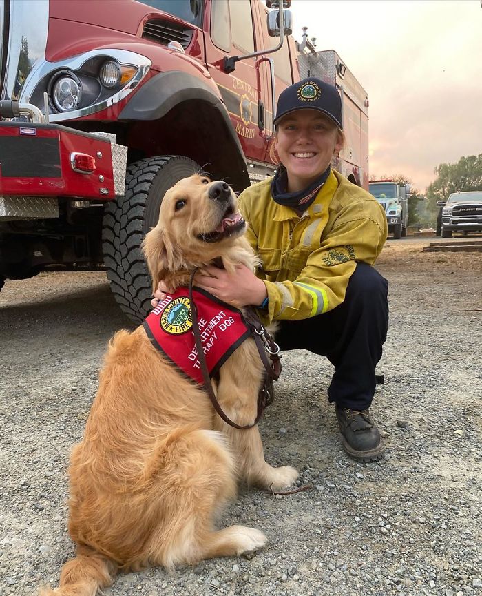 @kerith_the_golden_retriever/Instagram