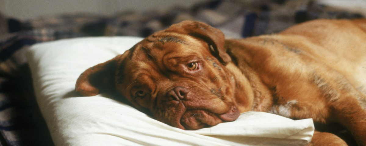 Imagem de: Turner & Hooch: série do Disney+ revela novos nomes do elenco