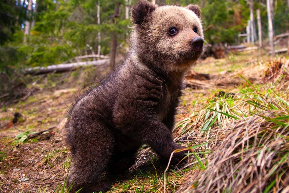 Bearflix: serviço de streaming mostra o dia a dia de filhotes de ursos