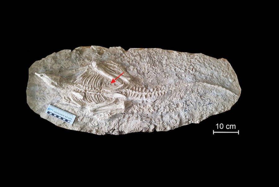 (Fonte: PeerJ)