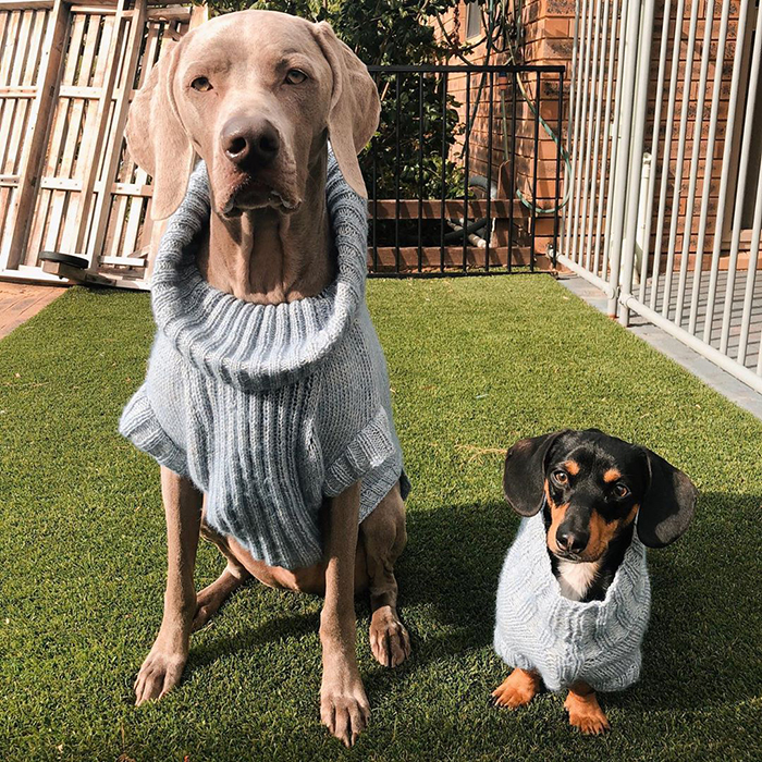 Fonte: @arnoldandfrank/Instragram