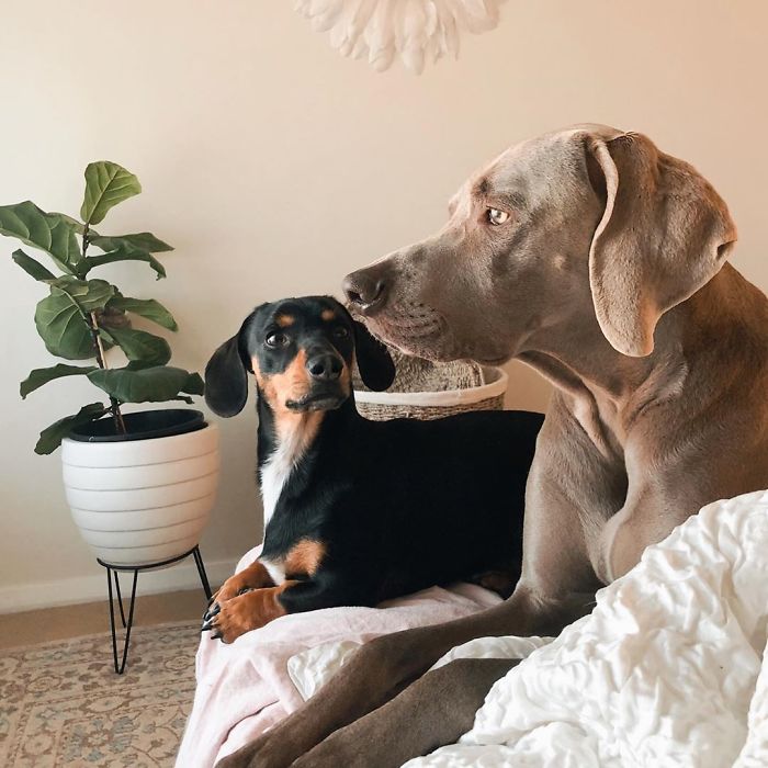 Fonte: @arnoldandfrank/Instragram
