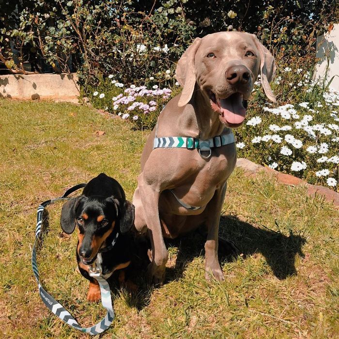 Fonte: @arnoldandfrank/Instragram