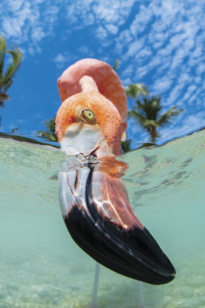 Fonte: Chris Gug / 2020 Through Your Lens Underwater Photo Contest