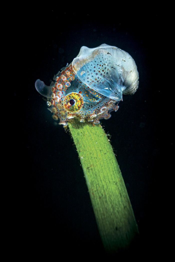 Fonte: Tobias Friedrich / 2020 Through Your Lens Underwater Photo Contest