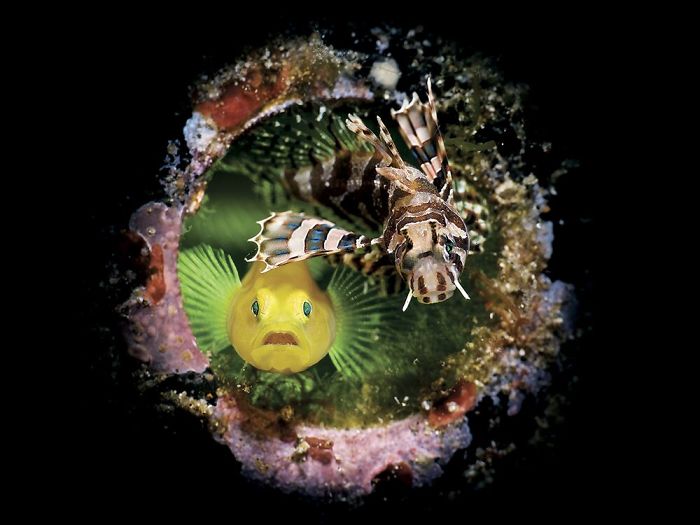 Fonte: Enrico Somogyi / 2020 Through Your Lens Underwater Photo Contest