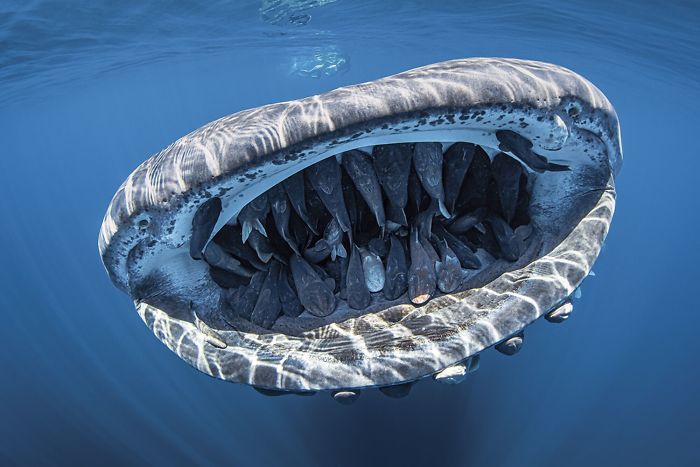 Fonte: Evans Baudin / 2020 Through Your Lens Underwater Photo Contest