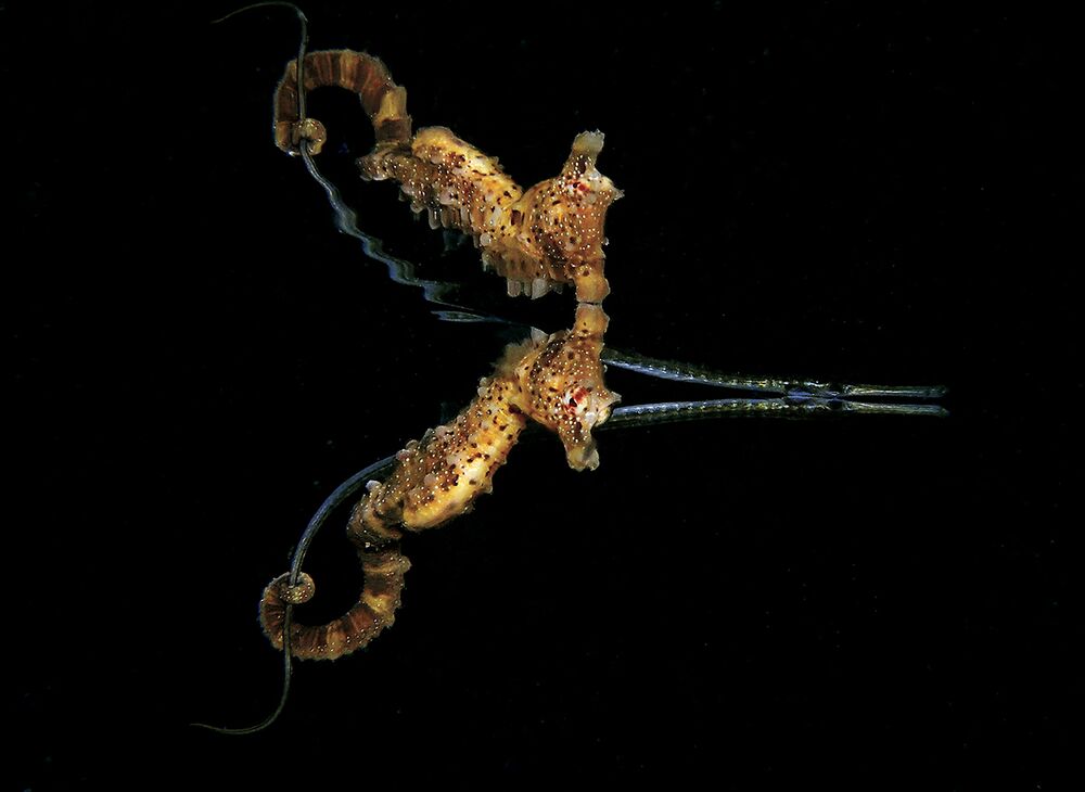 Fonte: Jules Casey / 2020 Through Your Lens Underwater Photo Contest
