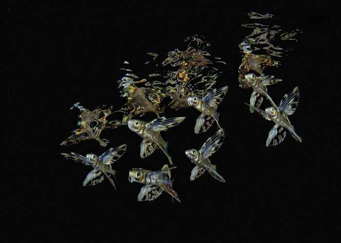 Fonte: Dennis Whitestone / 2020 Through Your Lens Underwater Photo Contest