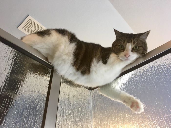 Fonte: flopsycat (Reprodução / Reddit)