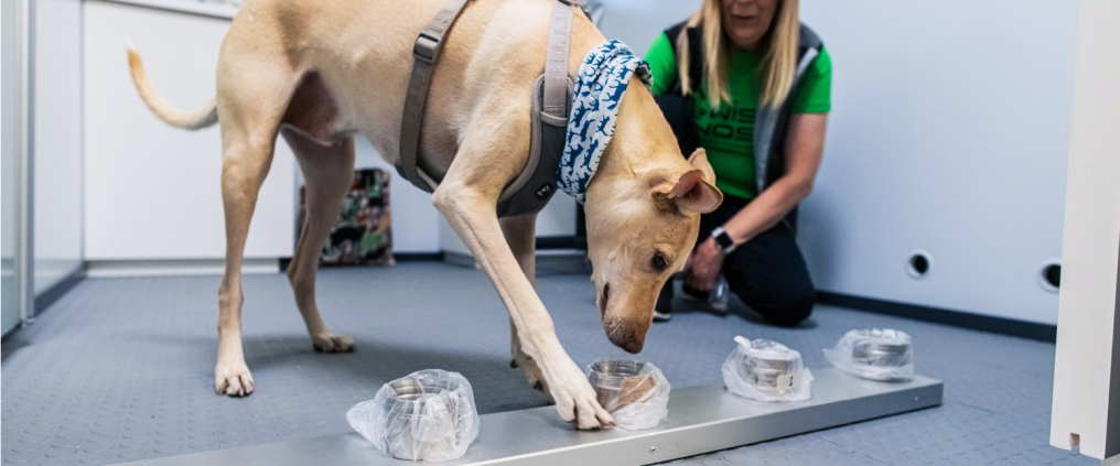 ...e o cão vem farejar! (Fonte: Finavia)