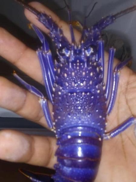 Lagostim azul também foi encontrado na costa brasileira. (Fonte: José Valdemar de Oliveira / Maragogi News)