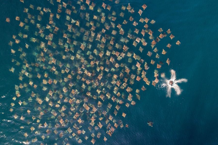(Fonte: Mark Carwardine/Drone Photo Awards)