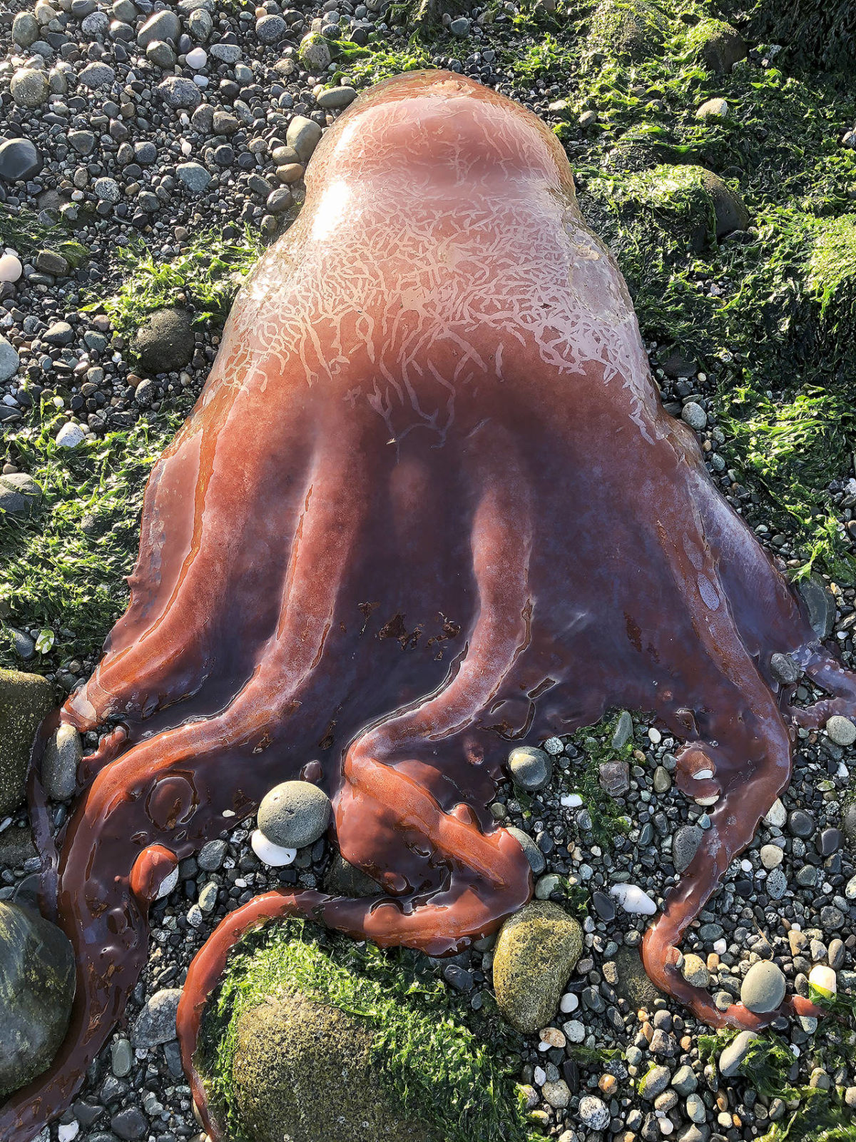 Uma das fotos tiradas do animal. (Fonte: Ron Newberry / Seattle Weekly)
