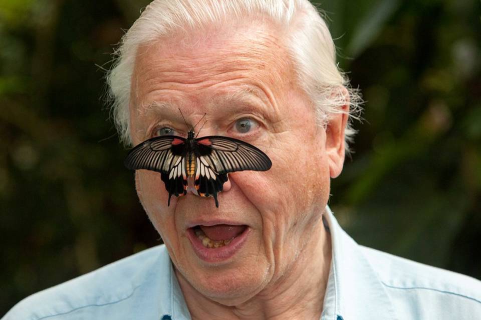 David Attenborough bate 1 milhão de seguidores no Instagram em 4h