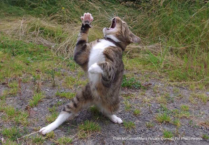 (Fonte: Iain McConnell/Comedy Pet Photo Awards 2020)