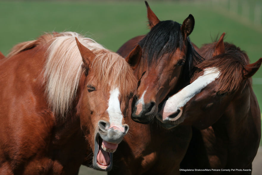 (Fonte: Magdalena Strakova/Comedy Pet Photo Awards 2020)