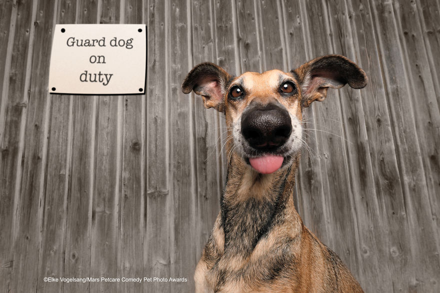 (Fonte: Elke Vogelsang/Comedy Pet Photo Awards 2020)