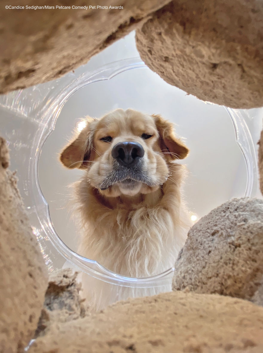 (Fonte: Candice Sedighan/Comedy Pet Photo Awards 2020)