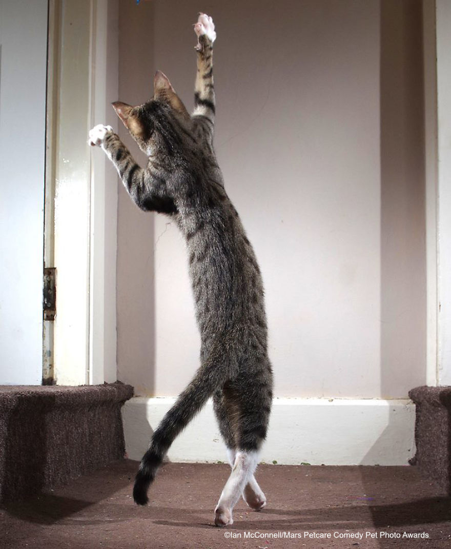 (Fonte: Iain McConnell/Comedy Pet Photo Awards 2020)