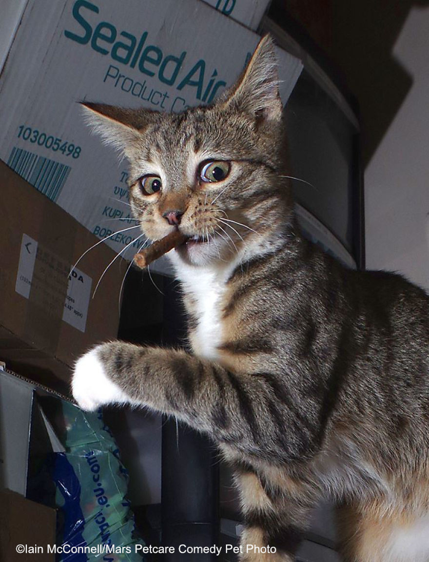 (Fonte: Iain McConnell/Comedy Pet Photo Awards 2020