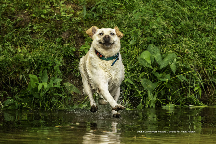 (Fonte: John Carelli/Comedy Pet Photo Awards 2020