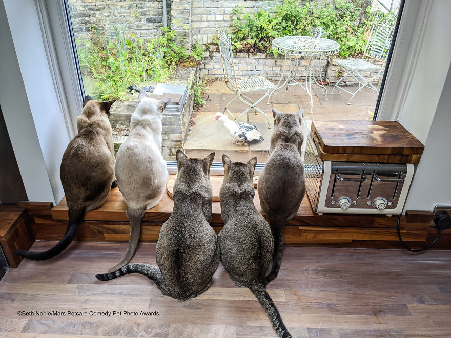 (Fonte: Beth Noble/Comedy Pet Photo Awards 2020